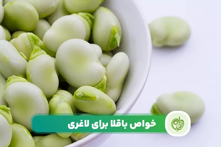 مقاله باقلا برای لاغری