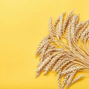 مقاله غلات کامل یکی از اصلی ترین اجزاء یک برنامه غذایی سالم هستند که فواید بسیار زیادی برای بدن دارند.